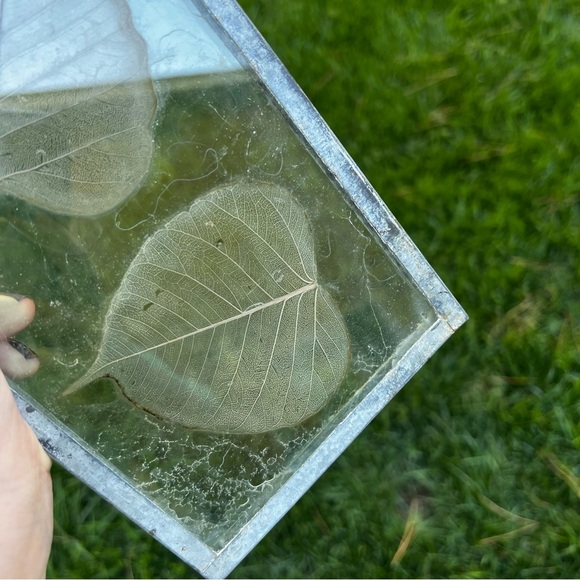 Dried Skeleton Leaves Pressed in Glass Framed Skeletonized Leaves Clear Glass - Picture 4 of 12